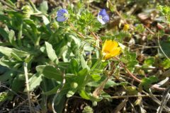 Calendula arvensis_Pep Alboquers CC BY-NC