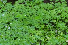 Callitriche stagnalis_Merce Vallicrosa CC BY-NC