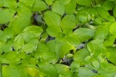 Callitriche stagnalis_Merce Vallicrosa CC BY-NC