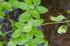 Callitriche stagnalis_Merce Vallicrosa CC BY-NC