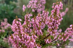 Calluna vulgaris_Andres Tello