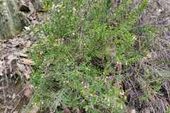 Calluna vulgaris_Eden Ramirez