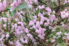 Calluna vulgaris_Joaquim Reberte CC BY-NC
