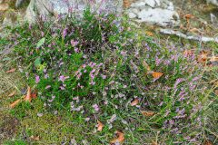 Calluna vulgaris_Joaquim Reberte