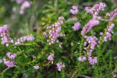 Calluna vulgaris_Joaquim Reberte