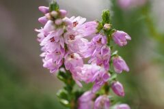 Calluna vulgaris_Joaquim Reberte