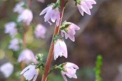 Calluna vulgaris_Merce Vallicrosa CC BY-NC