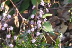 Calluna vulgaris_Merce Vallicrosa CC BY-NC
