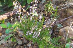 Calluna vulgaris_Merce Vallicrosa CC BY-NC
