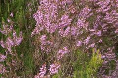 Calluna vulgaris_Neus Julia CC BY-SA
