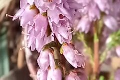 Calluna vulgaris_Neus Julia CC BY-SA