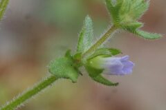 Campanula erinus_Josep Lluis Berdonces CC BY-NC