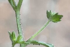 Campanula erinus_Josep Lluis Berdonces CC BY-NC