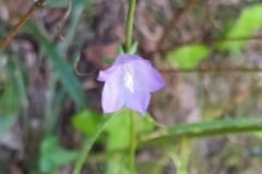 Campanula persicifolia_Merce Vallicrosa CC BY-NC