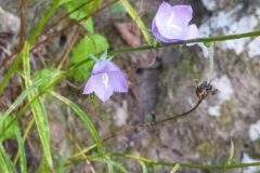 Campanula persicifolia_Merce Vallicrosa CC BY-NC