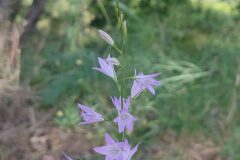 Campanula rapunculus_Eden Ramirez
