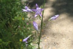 Campanula rapunculus_Jordi Puyelo