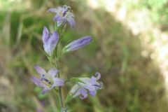 Campanula rapunculus_Jordi Puyelo