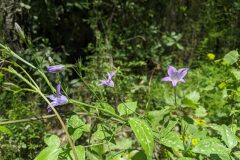 Campanula rapunculus_Katarzyna Zarnowiec CC BY-SA