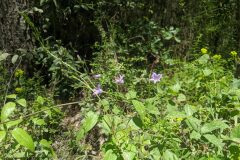 Campanula rapunculus_Katarzyna Zarnowiec CC BY-SA