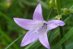 Campanula rapunculus_Merce Vallicrosa CC BY-NC