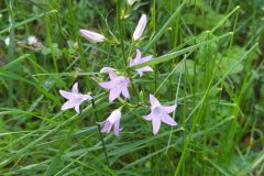 Campanula rapunculus_Merce Vallicrosa CC BY-NC