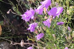 Campanula rotundifolia hispanica_Joaquim Reberte CC BY-NC