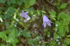 Campanula trachelium_Alexandra Perandones