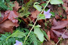 Campanula trachelium_Joaquim Reberte CC BY-NC