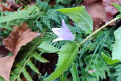 Campanula trachelium_Joaquim Reberte CC BY-NC