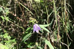 Campanula trachelium_Marc Rovira CC BY-NC