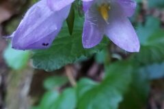 Campanula trachelium_Merce Vallicrosa CC BY-NC