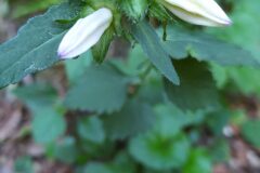 Campanula trachelium_Merce Vallicrosa CC BY-NC