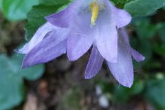 Campanula trachelium_Merce Vallicrosa CC BY-NC
