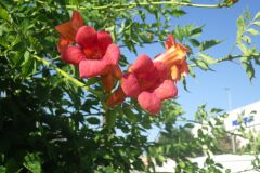 Campsis radicans_Pere Barnola CC BY-SA