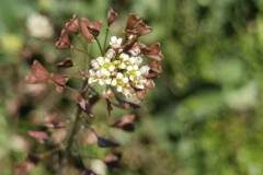 Capsella bursa pastoris_Angels Delgado