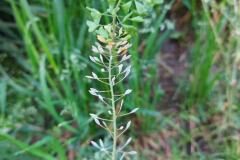 Capsella bursa pastoris_Dolors Marsol