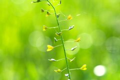 Capsella bursa pastoris_Joaquim Reberte