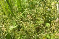 Capsella bursa pastoris_Jordi Bassi