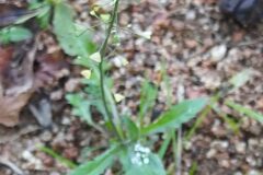 Capsella bursa pastoris_Merce Vallicrosa CC BY-NC