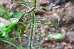 Capsella bursa pastoris_Merce Vallicrosa CC BY-NC