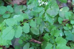 Cardamine flexuosa_Merce Vallicrosa CC BY-NC