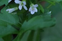 Cardamine flexuosa_Merce Vallicrosa CC BY-NC
