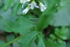 Cardamine flexuosa_Merce Vallicrosa CC BY-NC