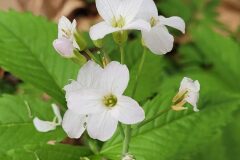 Cardamine heptaphylla_Jordi Bassols CC BY-NC