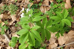 Cardamine heptaphylla_Jordi Bassols CC BY-NC