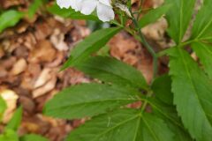 Cardamine heptaphylla_Merce Vallicrosa CC BY-NC