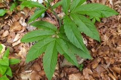 Cardamine heptaphylla_Merce Vallicrosa CC BY-NC