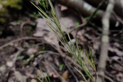 Cardamine hirsuta_Eden Ramirez