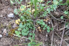 Cardamine hirsuta_Josep Maspoch CC BY-NC